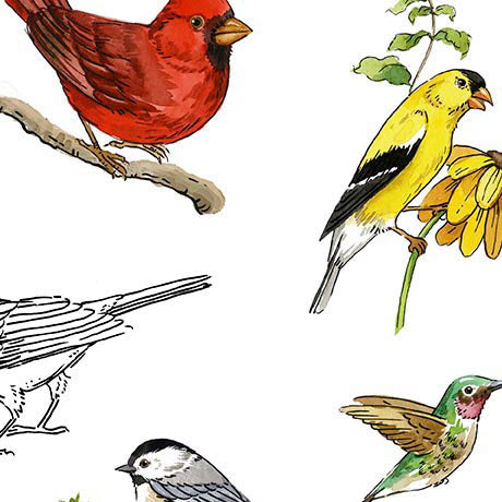 QT Fabrics - Drawn to Birds
